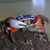 Rainbow Land Crab - front view photo