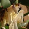 Adult Malaysian Orchid Praying Mantis head photo