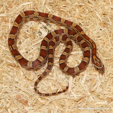 Corn Snake - Pantherophis guttatus