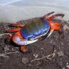 Rainbow Land Crab - top view photo