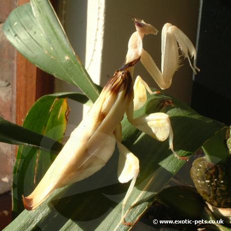 Malaysian Orchid Praying Mantis walking