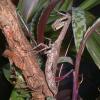 Twig Praying Mantis hunting photo