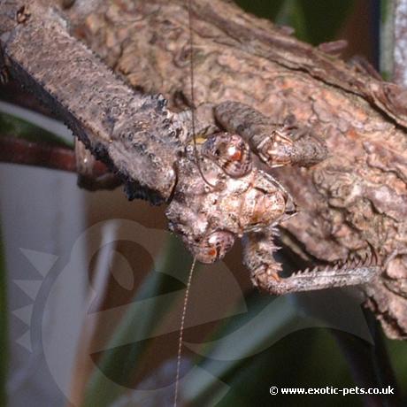 Twig Praying Mantis head