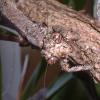 Twig Praying Mantis head photo