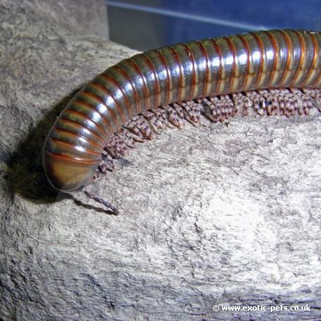 Long Legged Millipede - on log - Long Legged Millipede