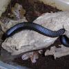 Black and White Giant Millipede - dorsal view photo