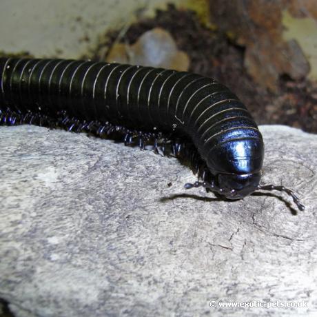 Black and White Giant Millipede - close up