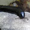 Black and White Giant Millipede - close up photo