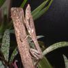 Fertile female Twig Praying Mantis photo