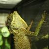 Mountain Horned Dragon - (WC) 14-18cm Sub/Adult
