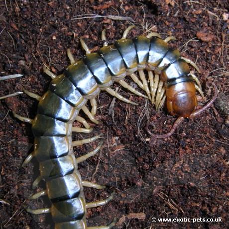 Amazon Centipede - dorsal view - Amazon Centipede