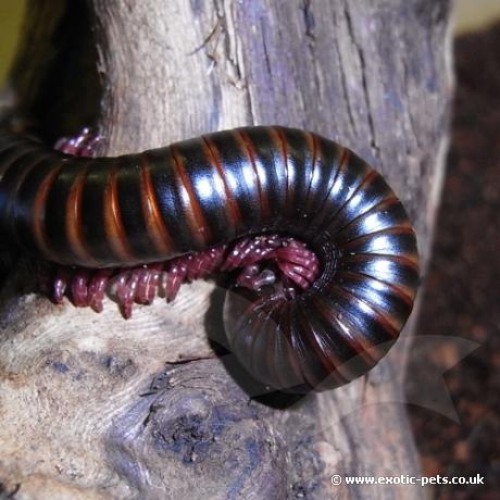 Barbados Banded Millipede - log curled up - Barbados Banded Millipede