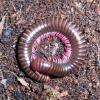 Pink Legged Millipede - curled up photo