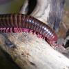 Pink Legged Millipede - on log photo