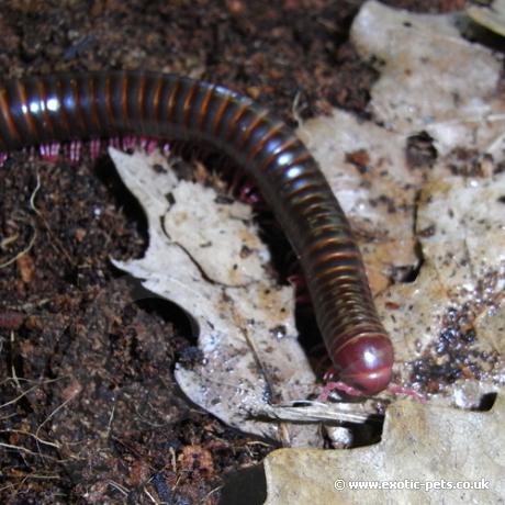 Pink Legged Millipede - leaf litter