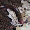 Pink Legged Millipede - leaf litter photo