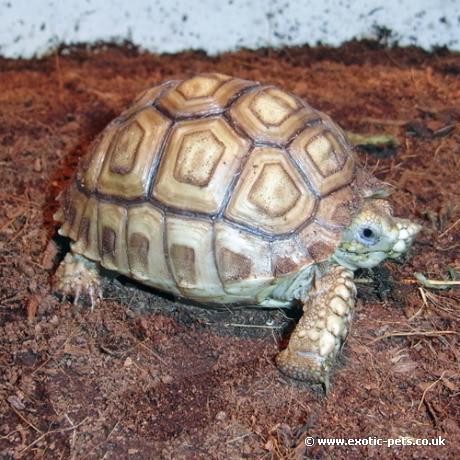 African Spur Thigh Tortoise - Sulcata Tortoise