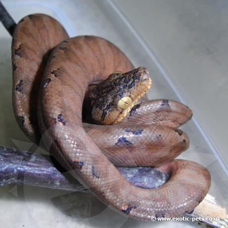 Amazon Tree Boa - rusty brown phase