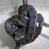 Amazon Tree Boa - Black and Red Phase photo