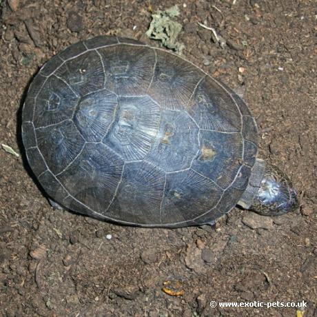 Yellow Bellied Hinged Terrapin