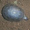 Yellow Bellied Hinged Terrapin photo