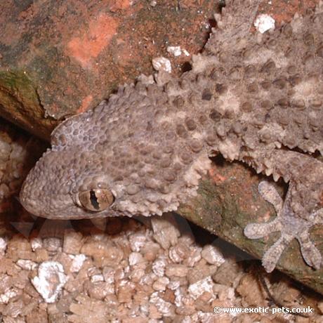 A Moorish Gecko feeding