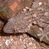 A Moorish Gecko feeding photo