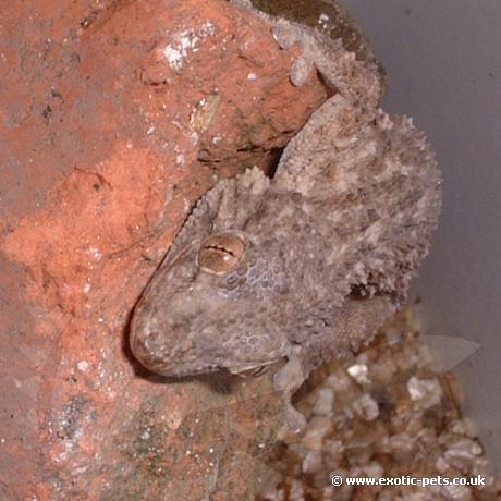 Moorsih Gecko resting on rock