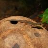 Lined Day Gecko - (CB23) 6-7cm