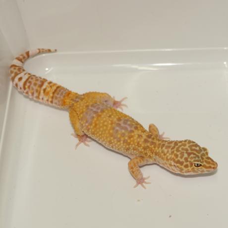 Leopard Gecko - Eublepharis macularius