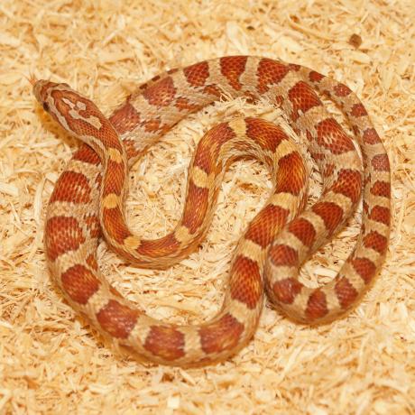 Corn Snake - Pantherophis guttatus