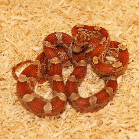 Corn Snake - Pantherophis guttatus