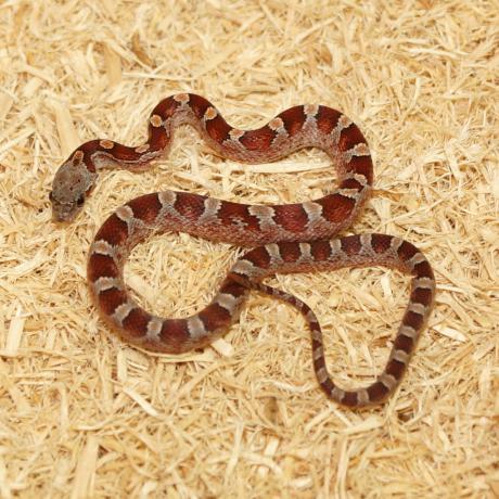 Corn Snake - Pantherophis guttatus