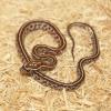 Corn Snake - Pantherophis guttatus