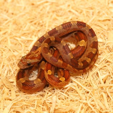 Corn Snake - Pantherophis guttatus