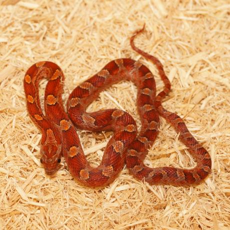 Corn Snake - Pantherophis guttatus