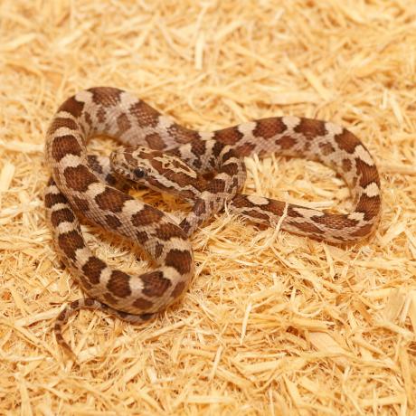 Corn Snake - Pantherophis guttatus