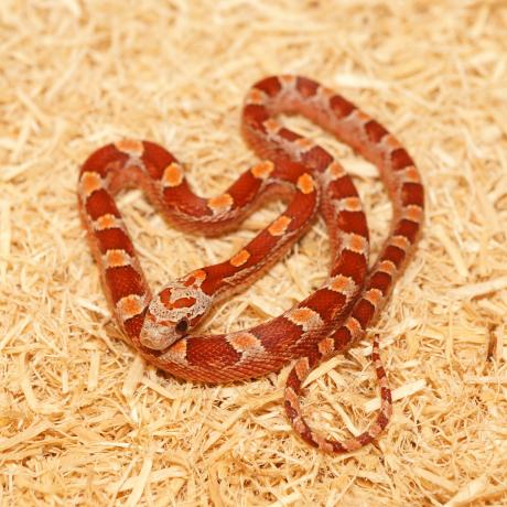 Corn Snake - Pantherophis guttatus