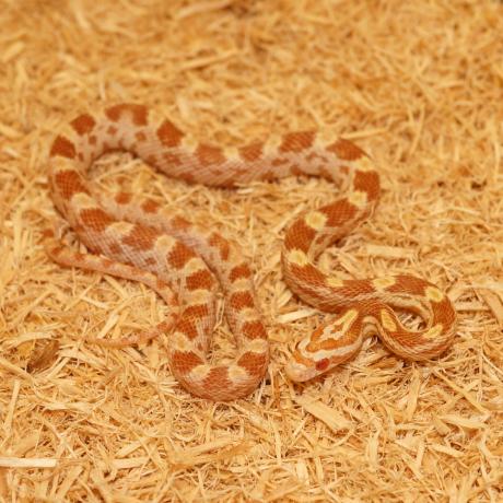 Corn Snake - Pantherophis guttatus