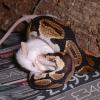 Royal Python feeding photo