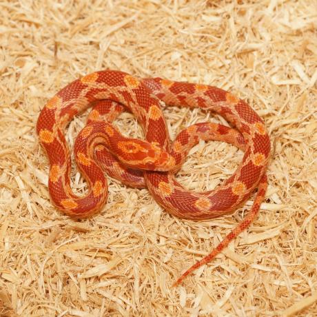 Corn Snake - Pantherophis guttatus