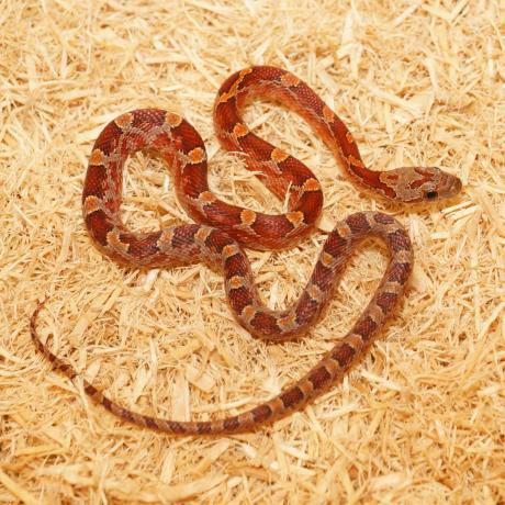 Corn Snake - Pantherophis guttatus