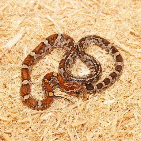 Corn Snake - Pantherophis guttatus