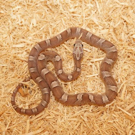 Corn Snake - Pantherophis guttatus