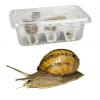 Edible Snails - Medium (Pre-pack)