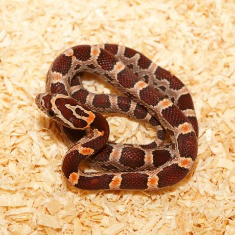 Corn Snake - Pantherophis guttatus