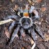 Chile Flame Tarantula - female photo