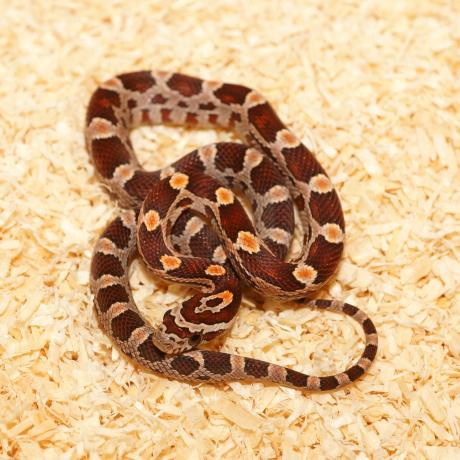 Corn Snake - Pantherophis guttatus