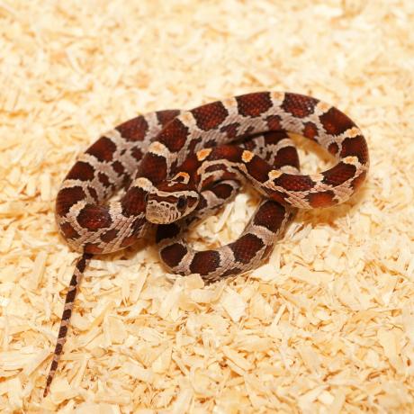 Corn Snake - Pantherophis guttatus