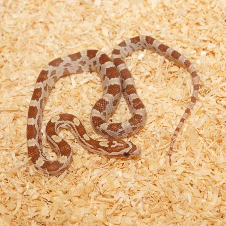 Corn Snake - Pantherophis guttatus